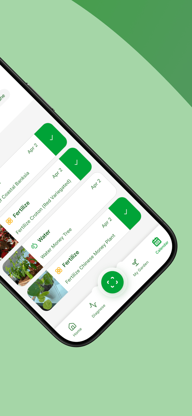 Virido plant expert advice and tips